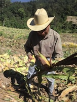 A farmer harvesting fresh fruits in a sunlit field.
