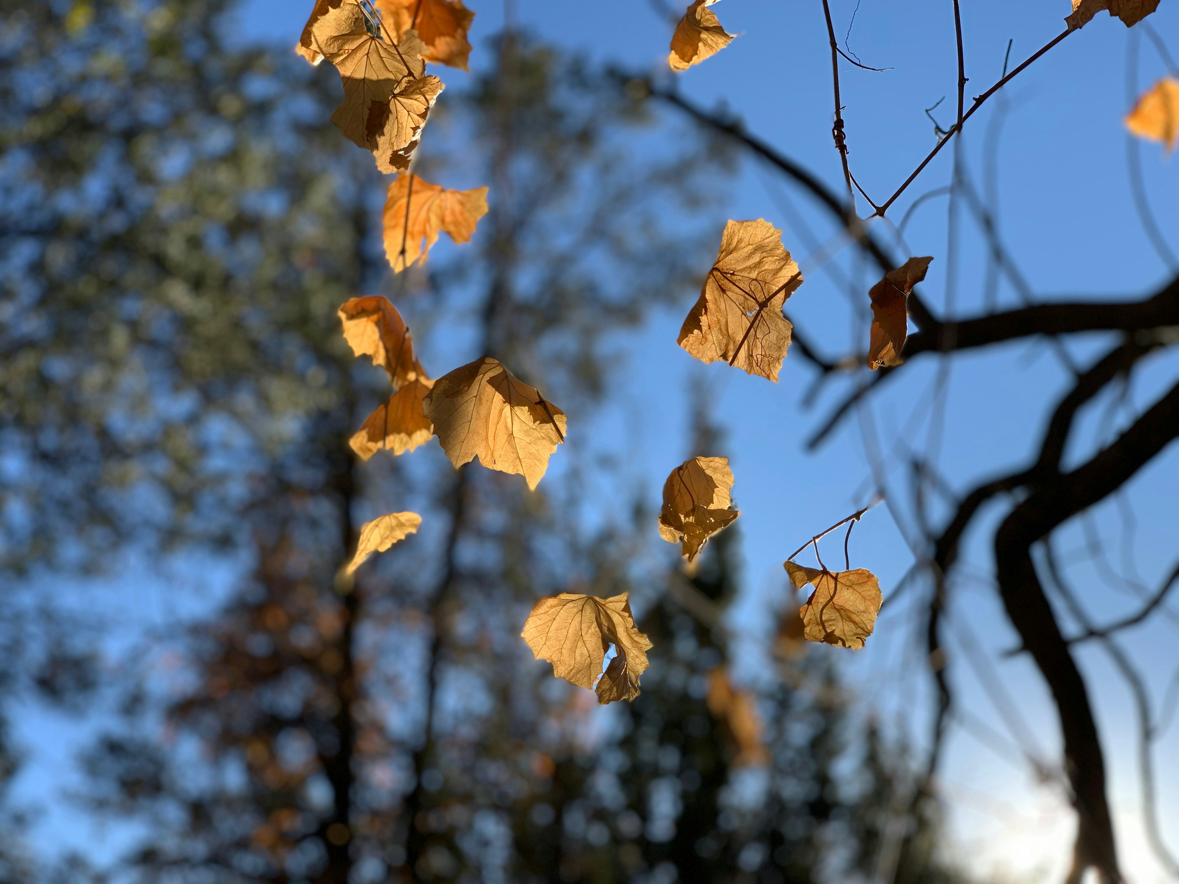 Golden Leaf Pictures Download Free Images On Unsplash