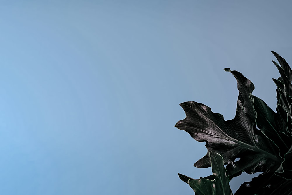 green leaf under blue sky during daytime