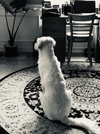 A dog with a light-colored coat sits on an intricately patterned circular rug in front of a wooden desk and chair. The setting appears to be an interior space with a potted plant to the left and some office supplies on the desk.