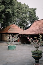 The image portrays a peaceful courtyard surrounded by traditional buildings with red-tiled roofs. Several large green potted plants with pink flowers are placed in the courtyard, and there are lush green trees providing shade. The ground is paved with grey tiles.