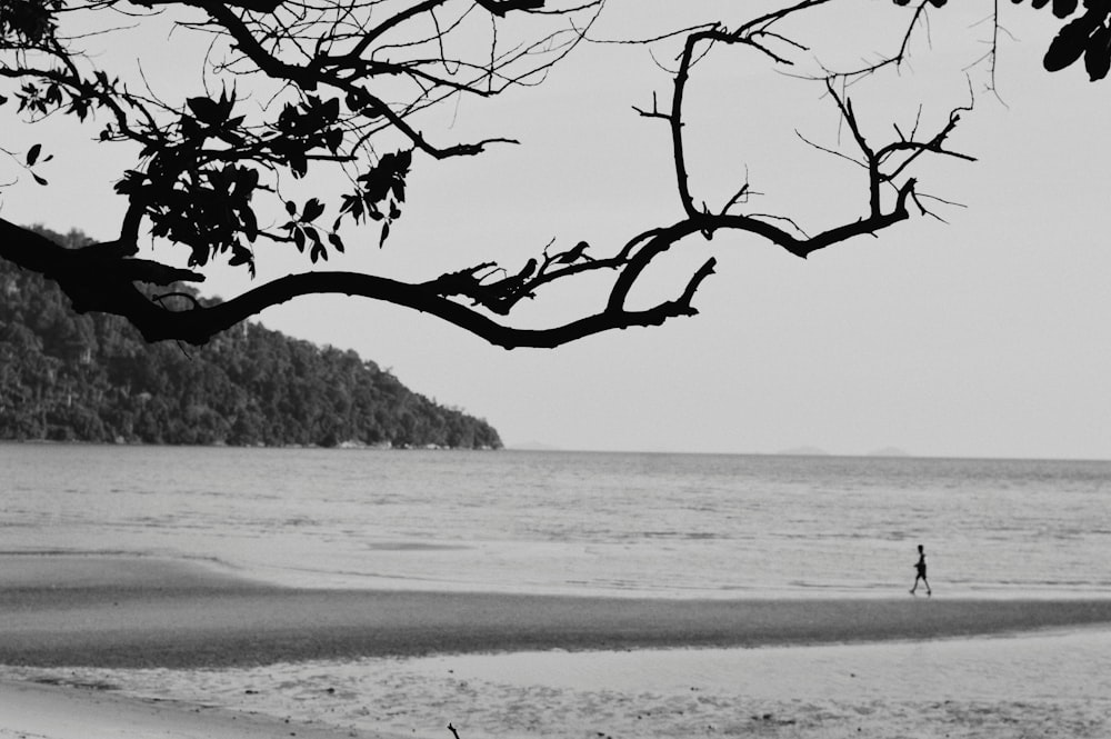 grayscale photo of leafless tree on beach