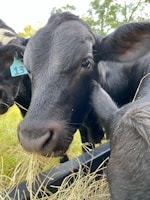 A close-up of a black cow with a blue ear tag displaying the number 13, surrounded by other cows. The cow is eating dried grass from a trough. The background features trees and a clear sky.