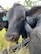 A close-up of a black cow with a blue ear tag displaying the number 13, surrounded by other cows. The cow is eating dried grass from a trough. The background features trees and a clear sky.