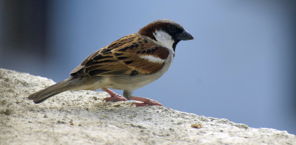 brown and white bird on gray rock