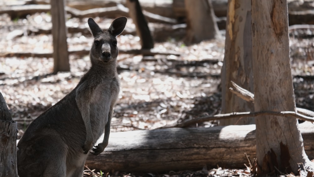 brown kangaroo on brown wood log during daytime