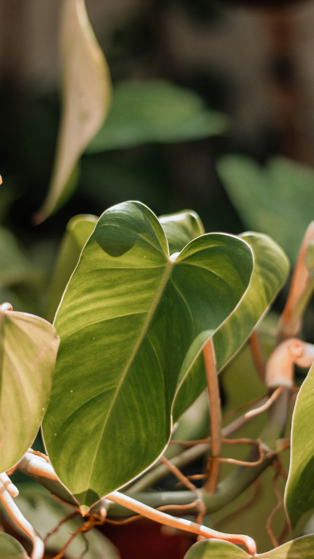 green leaves in tilt shift lens