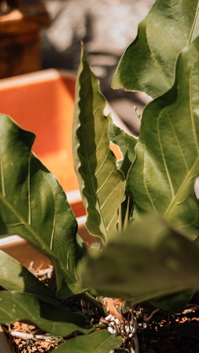 A vibrant philodendron with large, glossy green leaves in a rustic pot against a sunlit porch background.