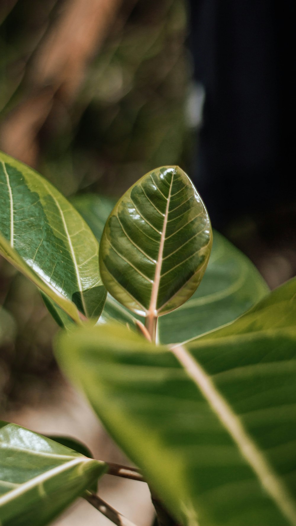 green leaf in close up photography