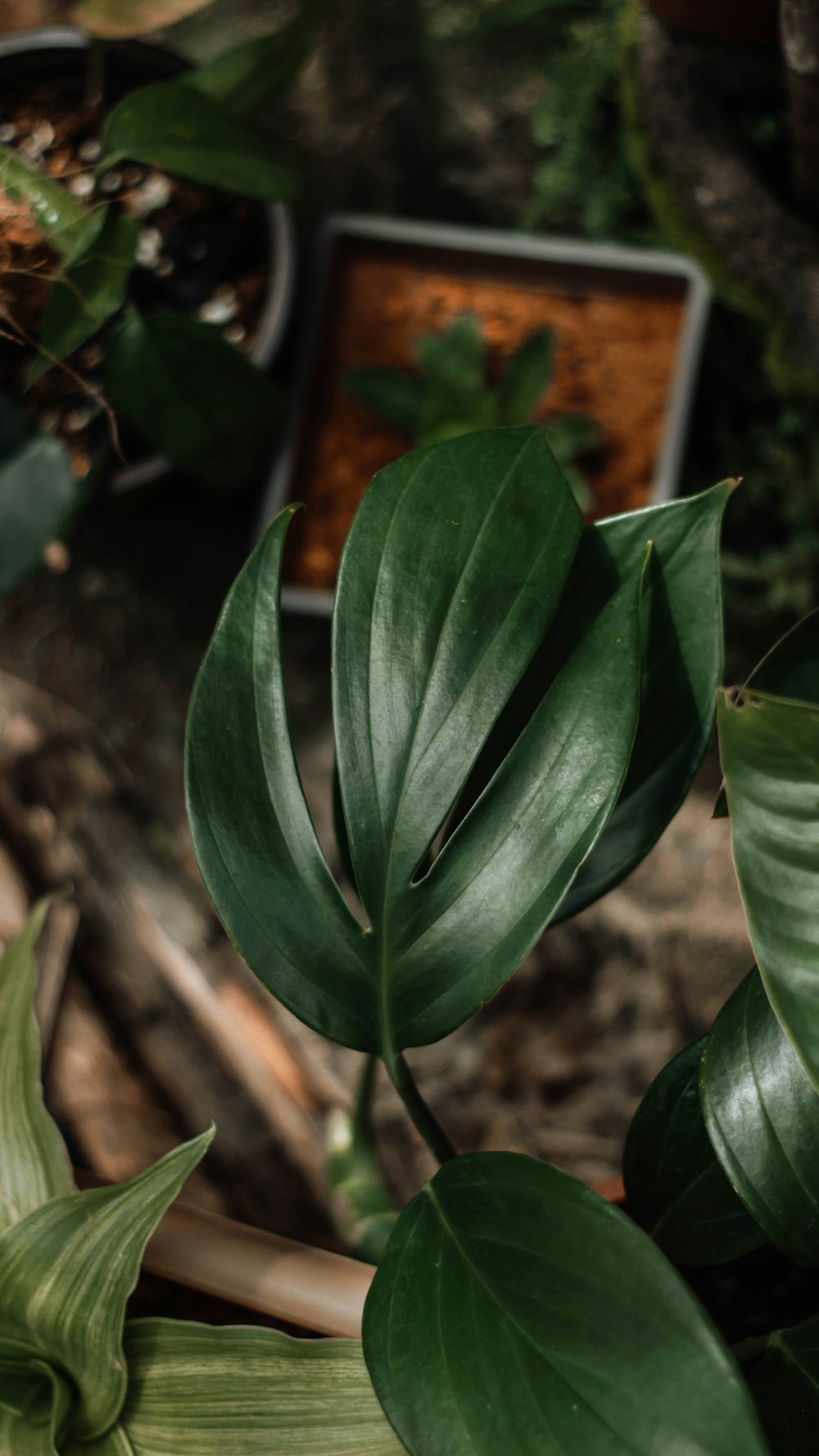 クローズアップ写真の緑の葉の植物