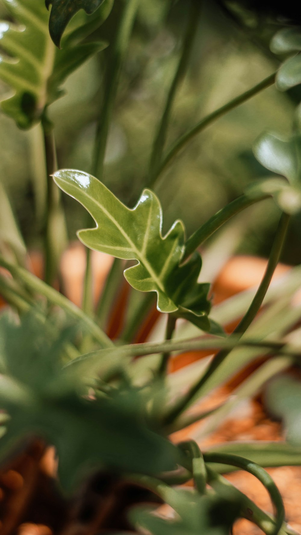 クローズアップ写真の緑の葉の植物