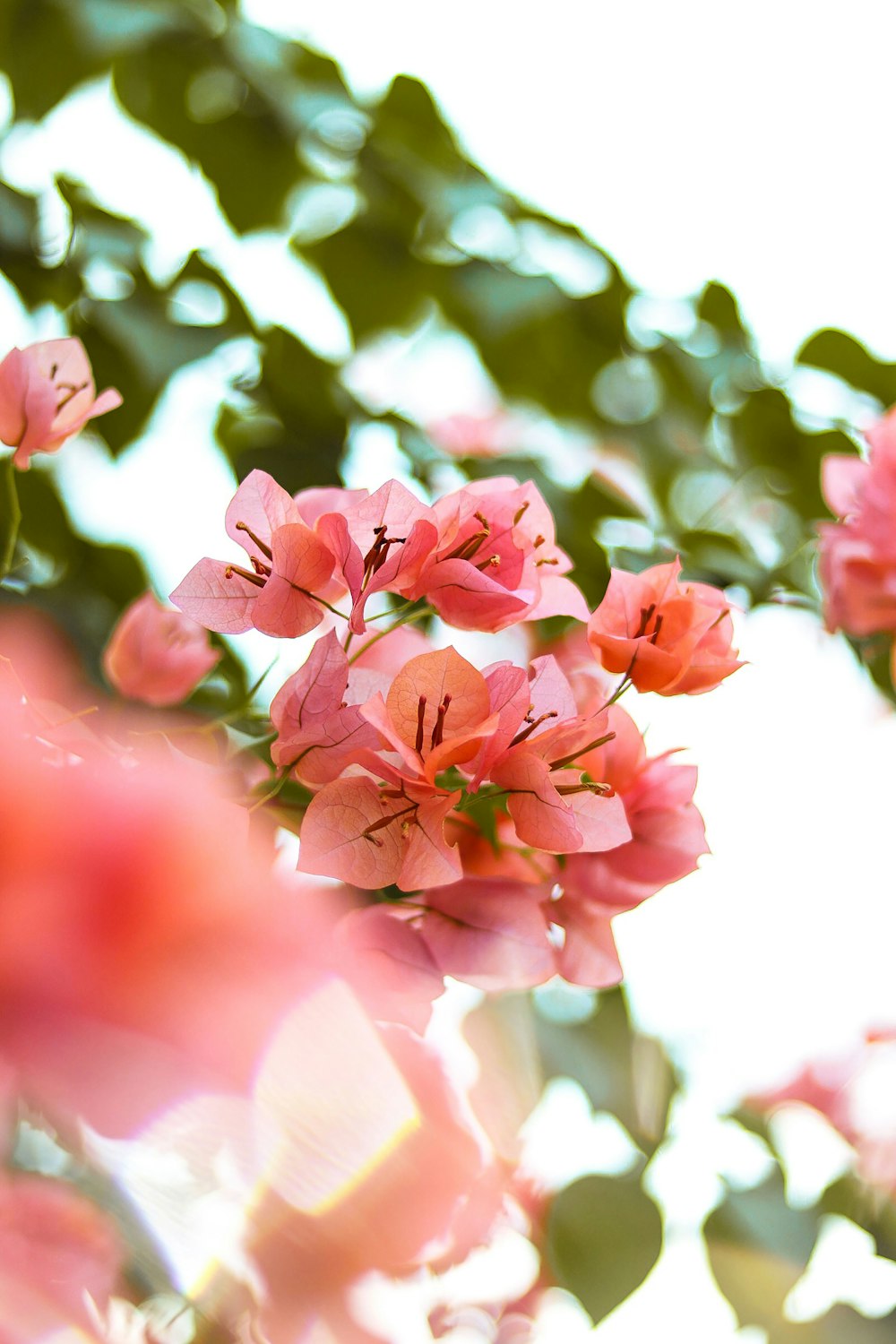 pink flowers in tilt shift lens