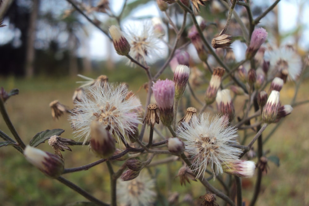 white and pink flower in tilt shift lens