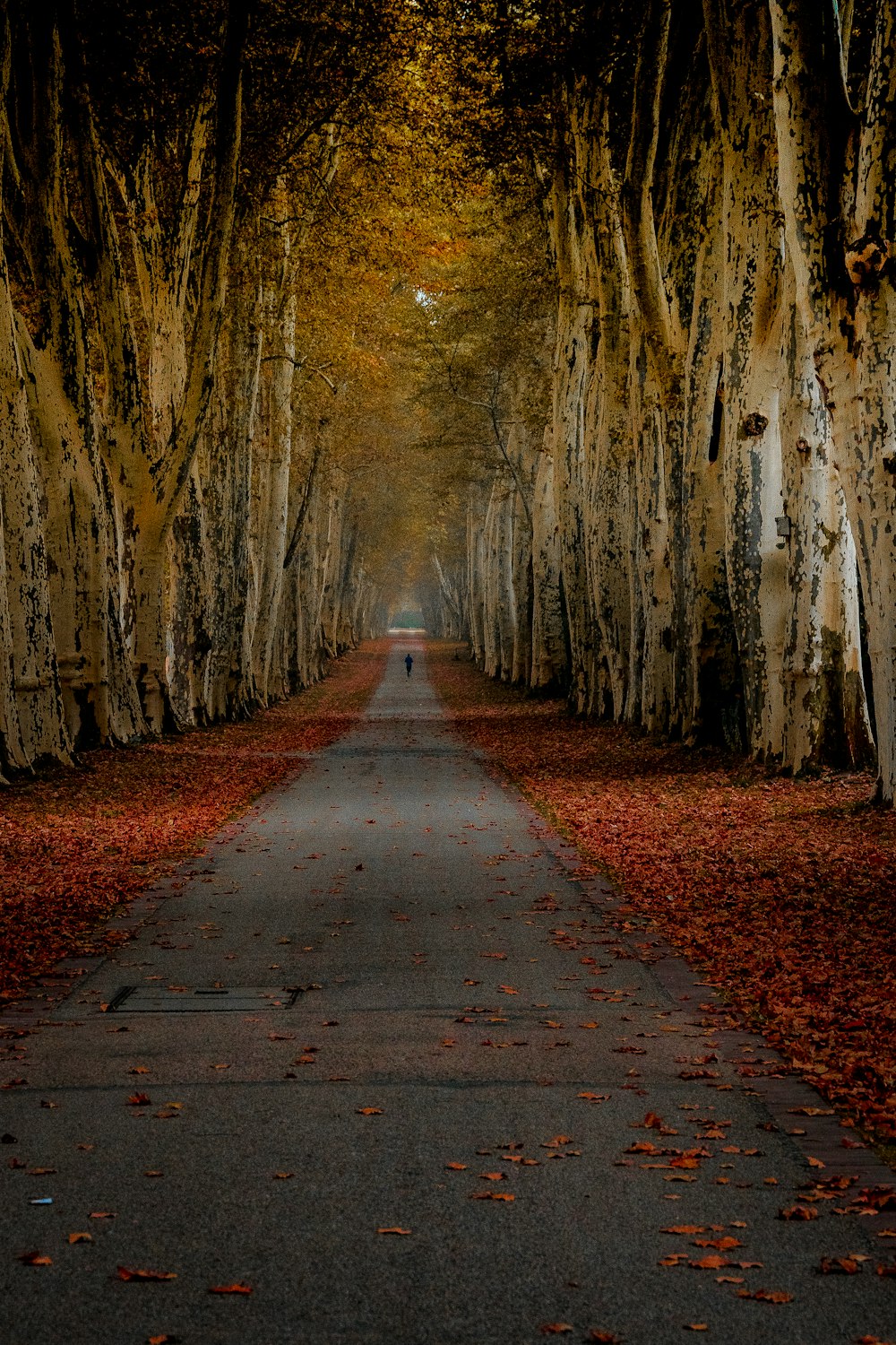 brown pathway between brown trees