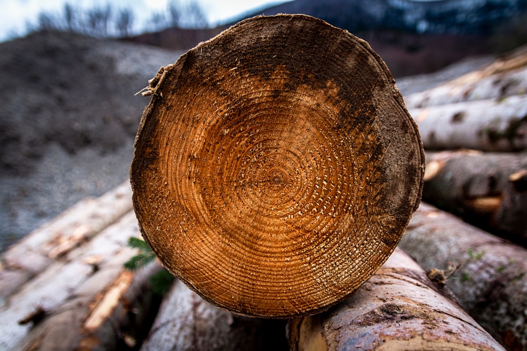 brown round hat on brown tree log