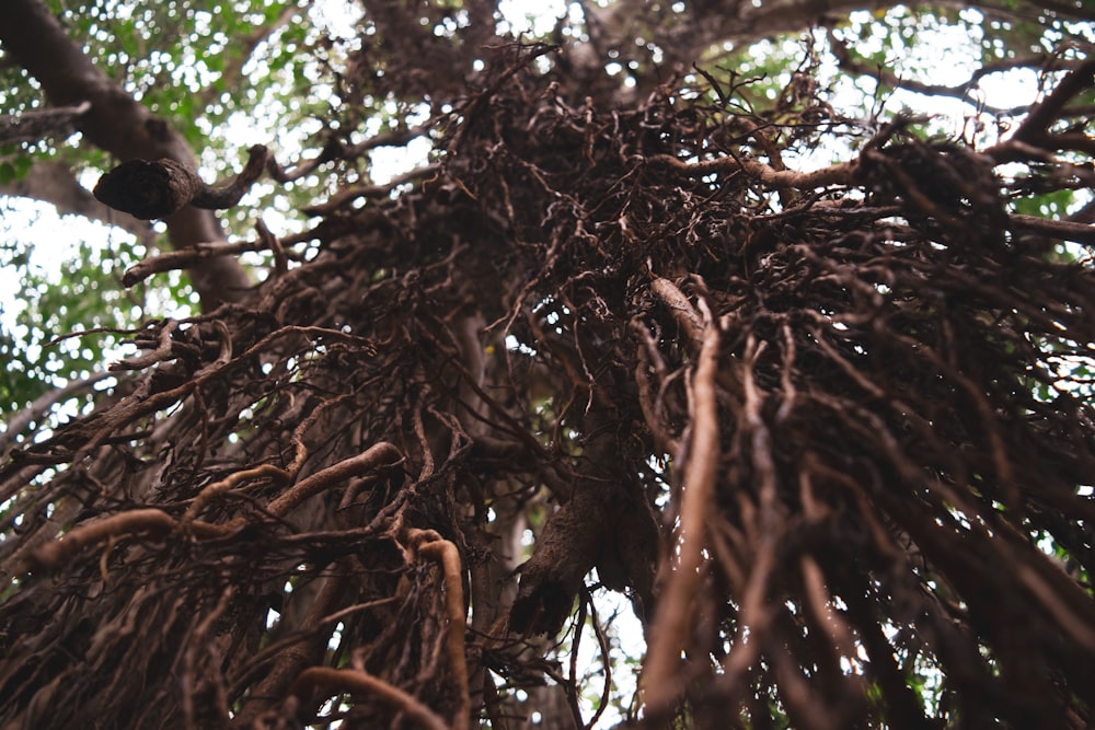 brown and green tree during daytime