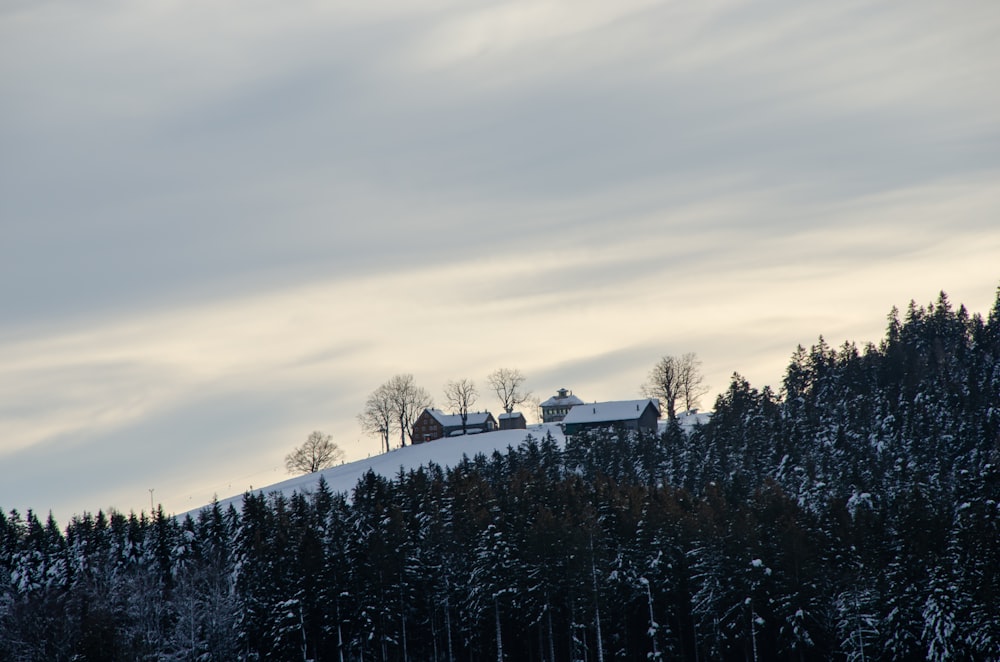 snow covered trees and house during daytime