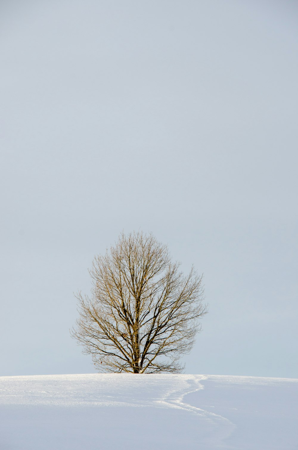 árbol marrón bajo el cielo blanco