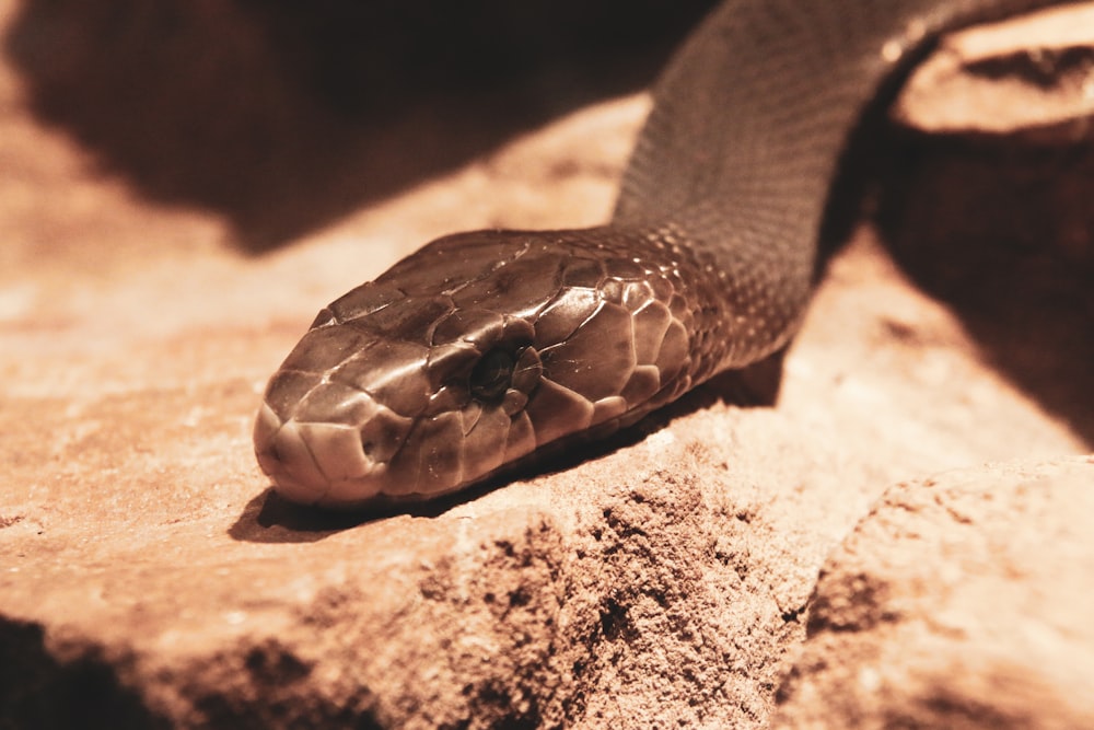 brown snake on brown sand