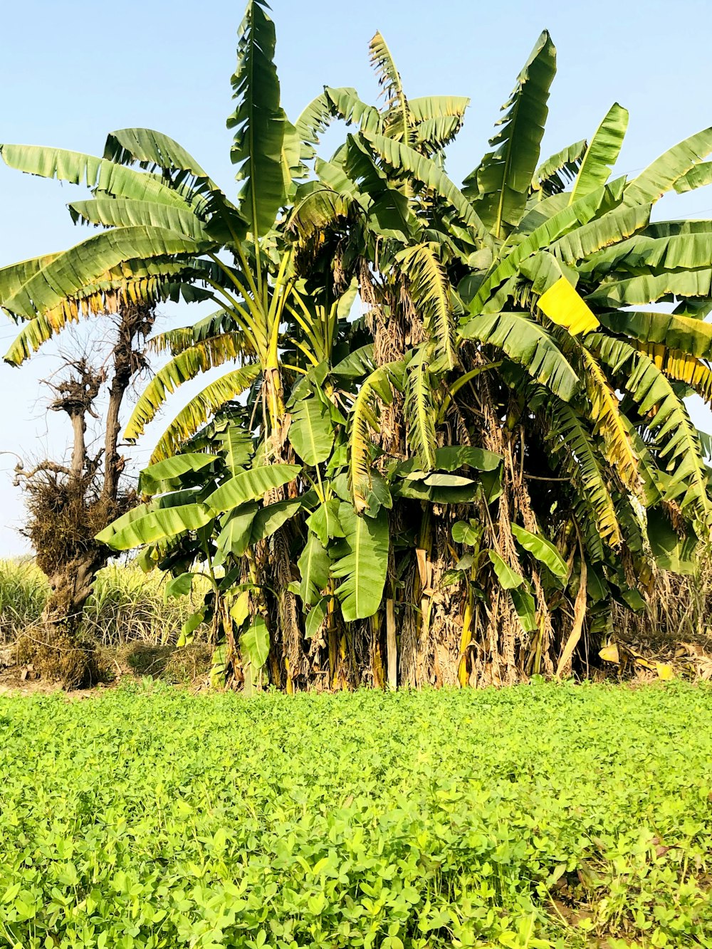昼間の緑の芝生の上の緑のココナッツの木