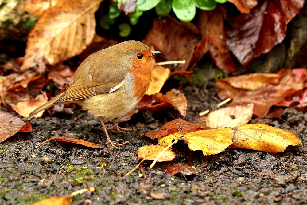 brown and gray bird on brown dried leaves