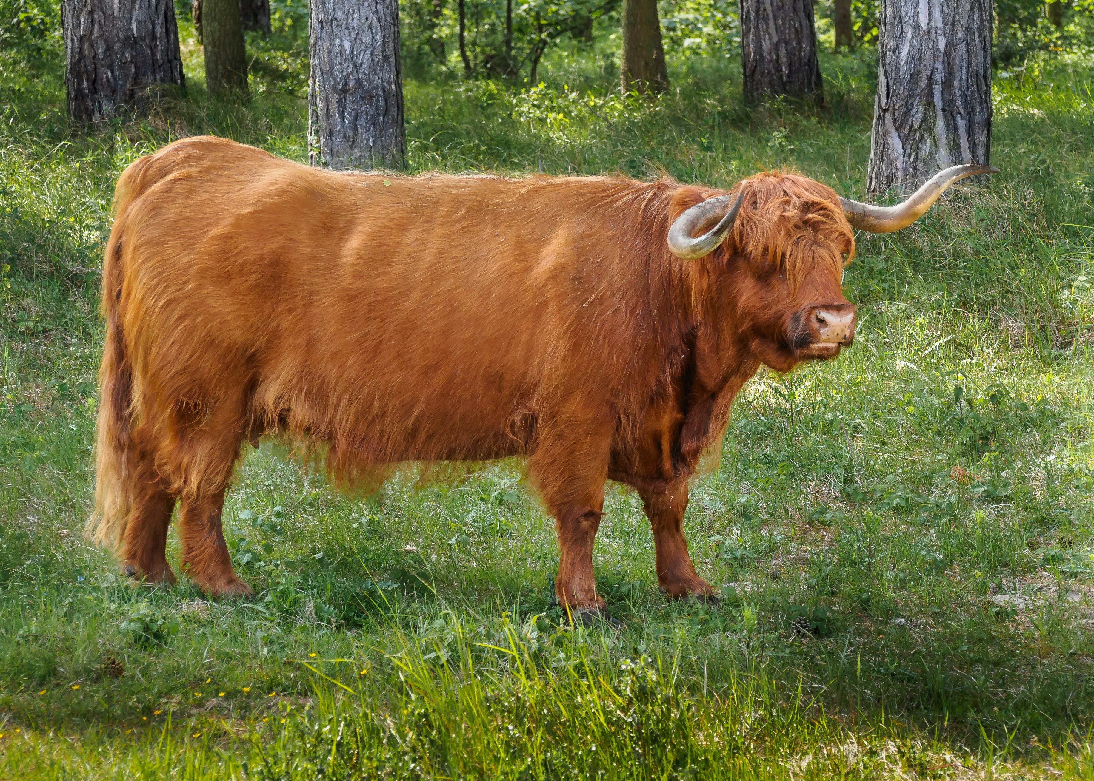 brown cow on green grass field during daytime