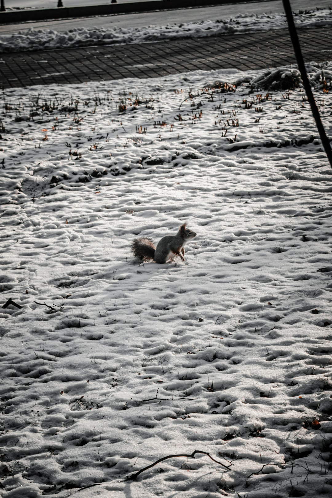 brown short coated dog on white snow covered ground during daytime