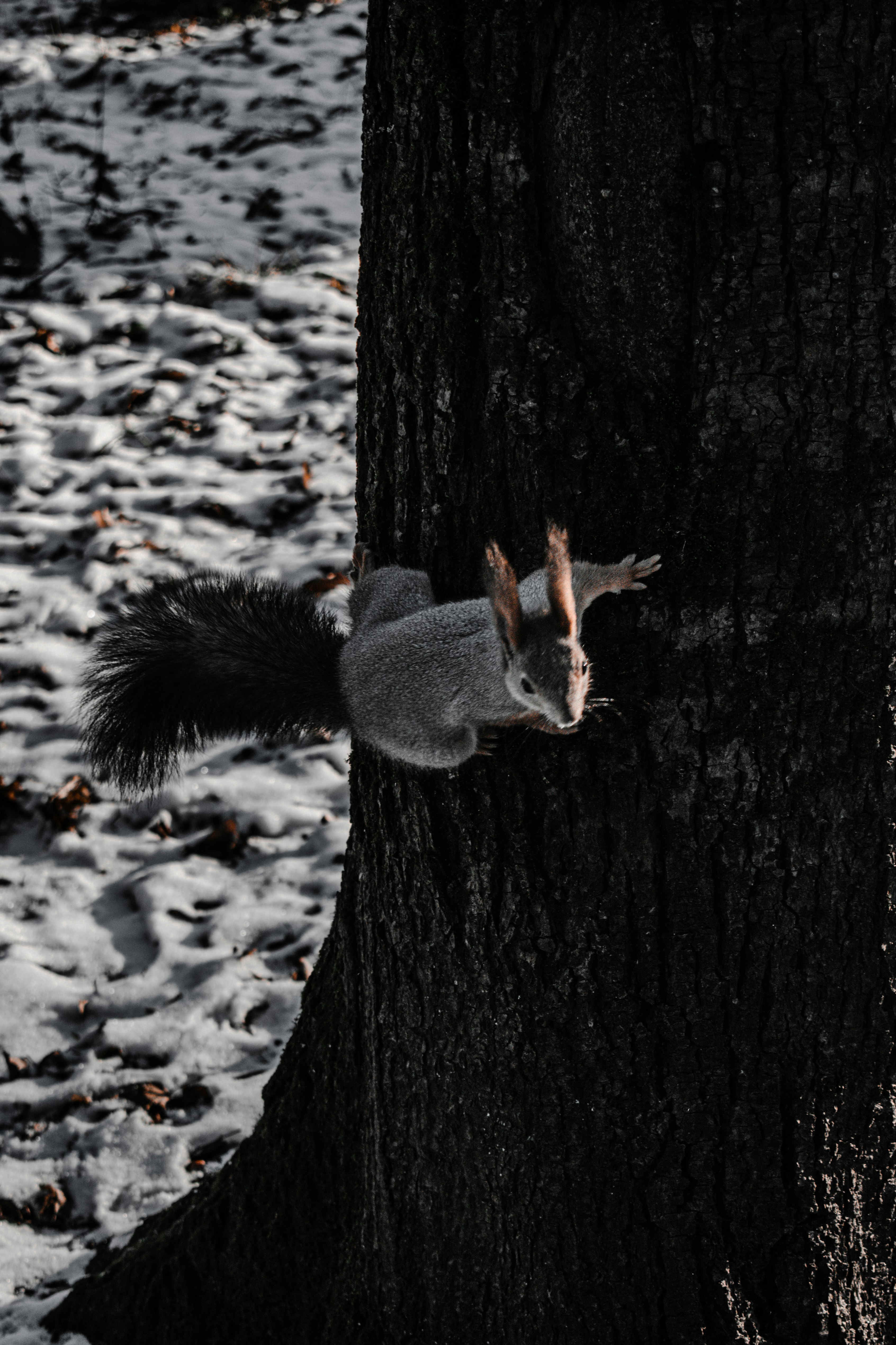 gray and white squirrel on tree trunk