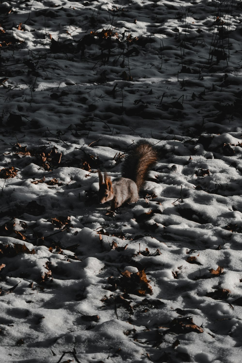 écureuil brun sur un sol enneigé pendant la journée