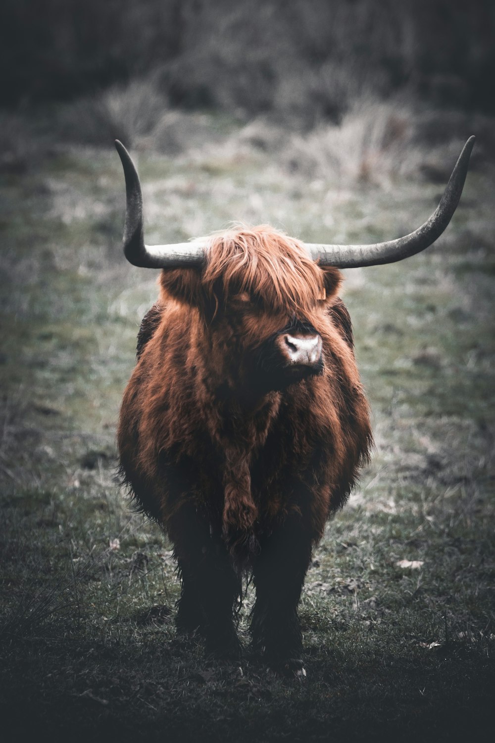 brown yak on green grass field during daytime