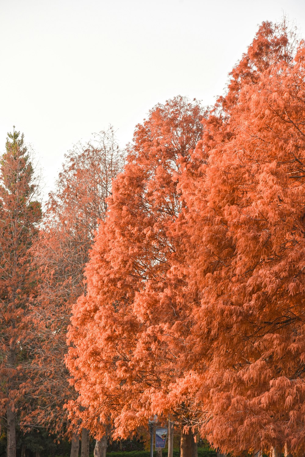 brown and green trees under white sky during daytime