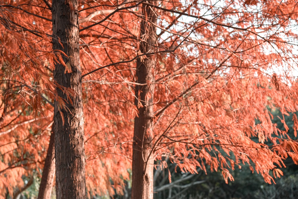 brown tree with orange leaves