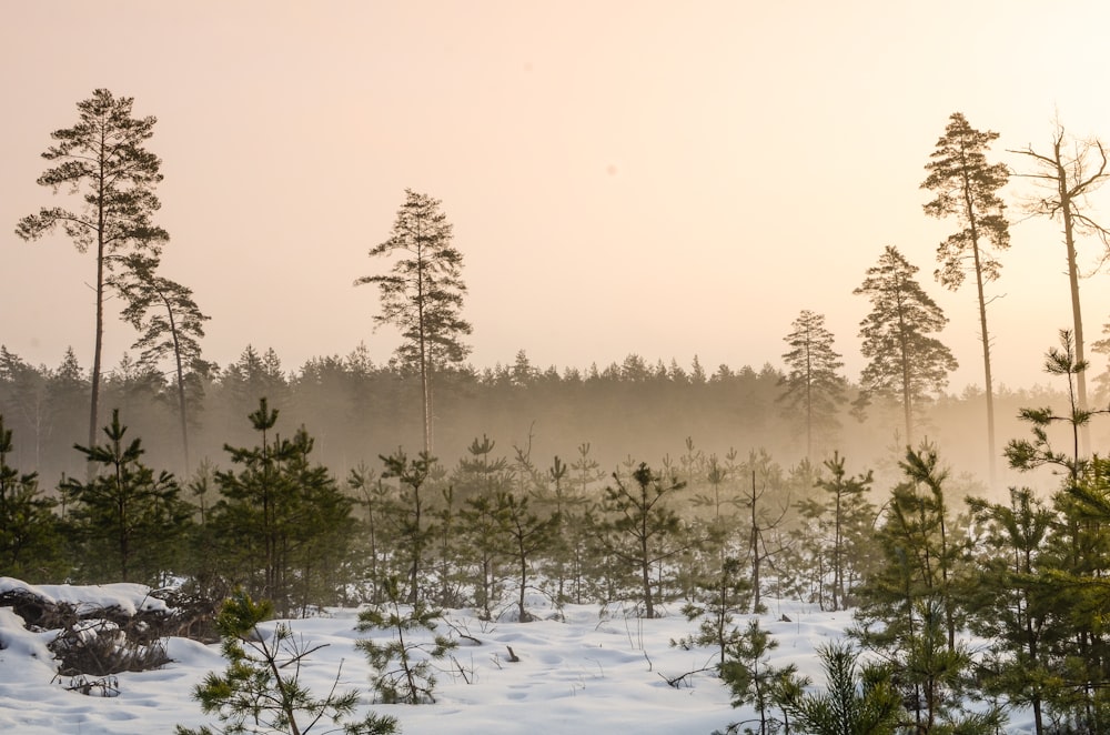 green trees covered with snow during daytime