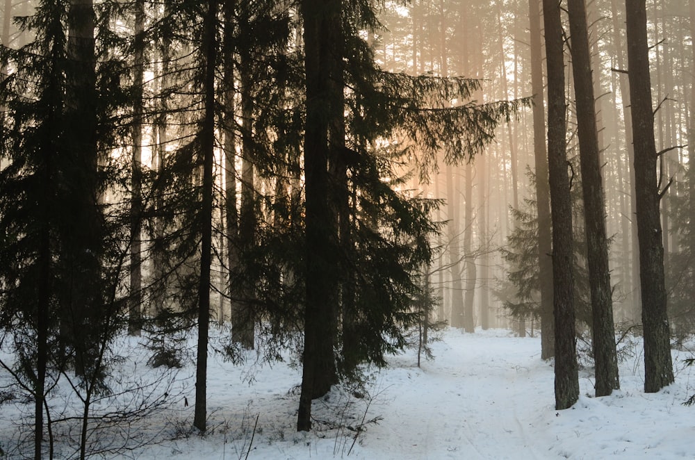 snow covered trees during daytime