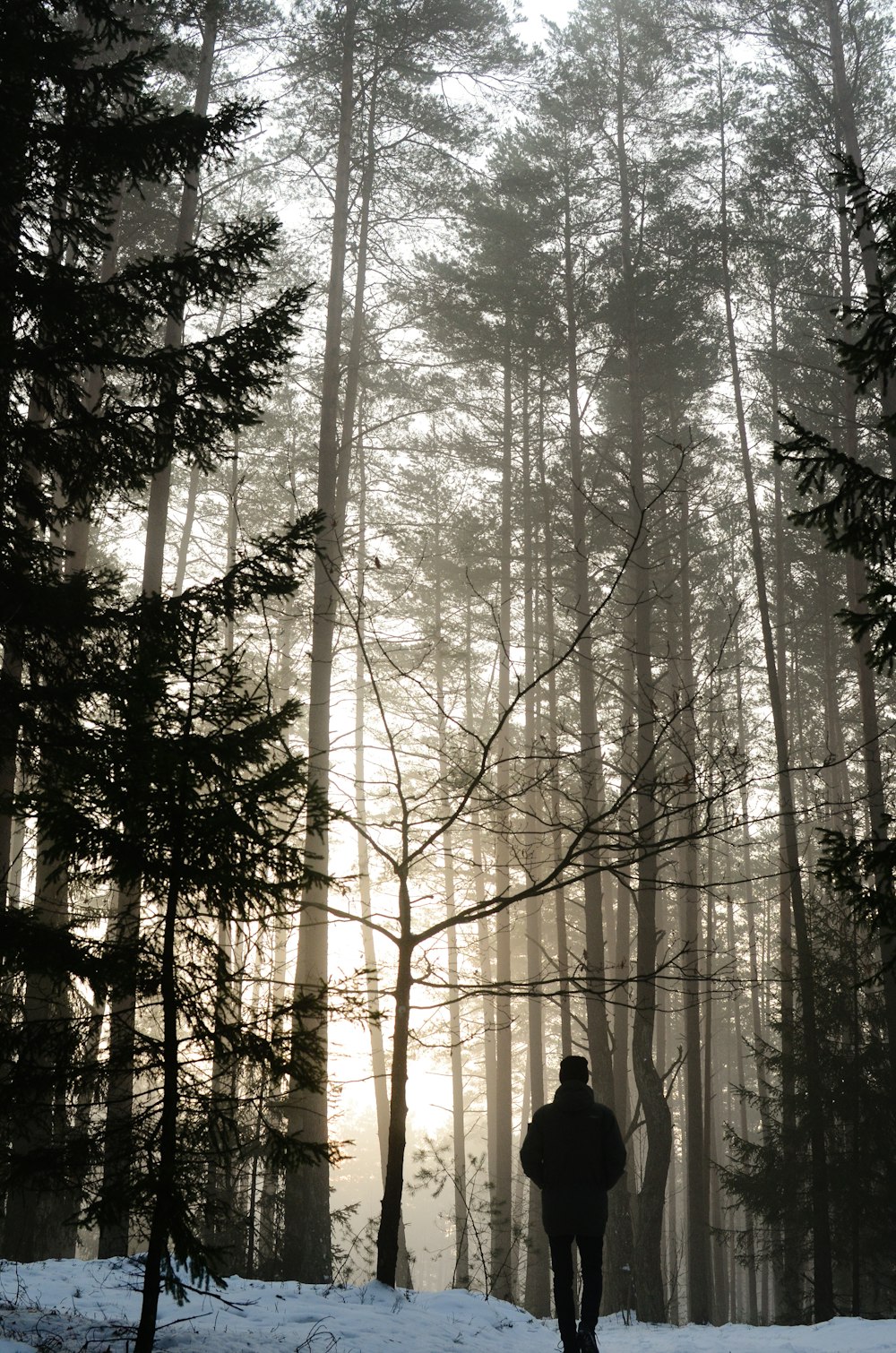 person standing in the middle of the forest during daytime