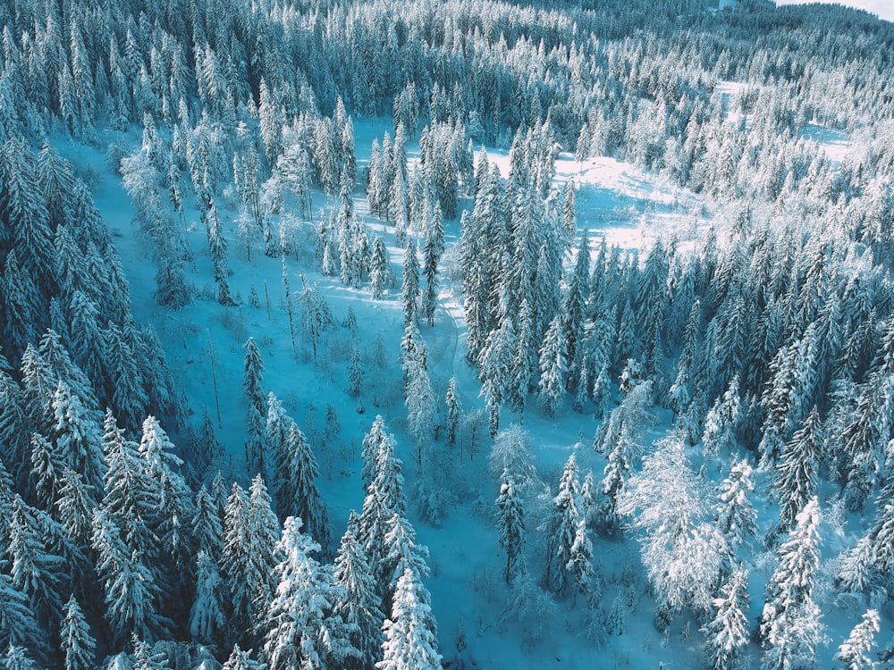 green pine trees covered with snow