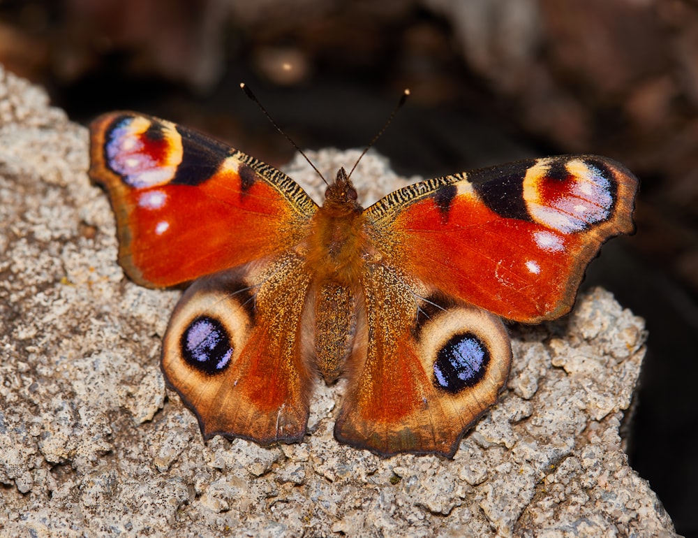 peacock butterfly on gray sand