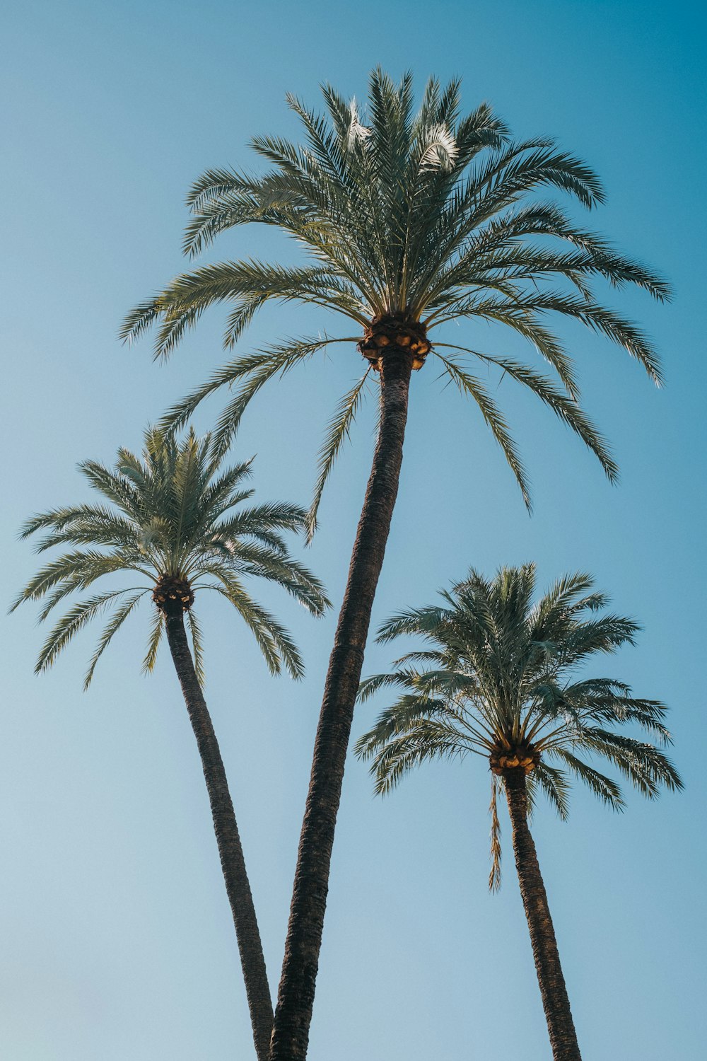 green palm tree under blue sky during daytime