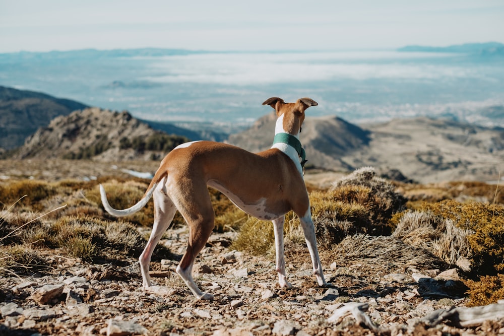 white and brown short coated dog on black and brown rock near body of water during