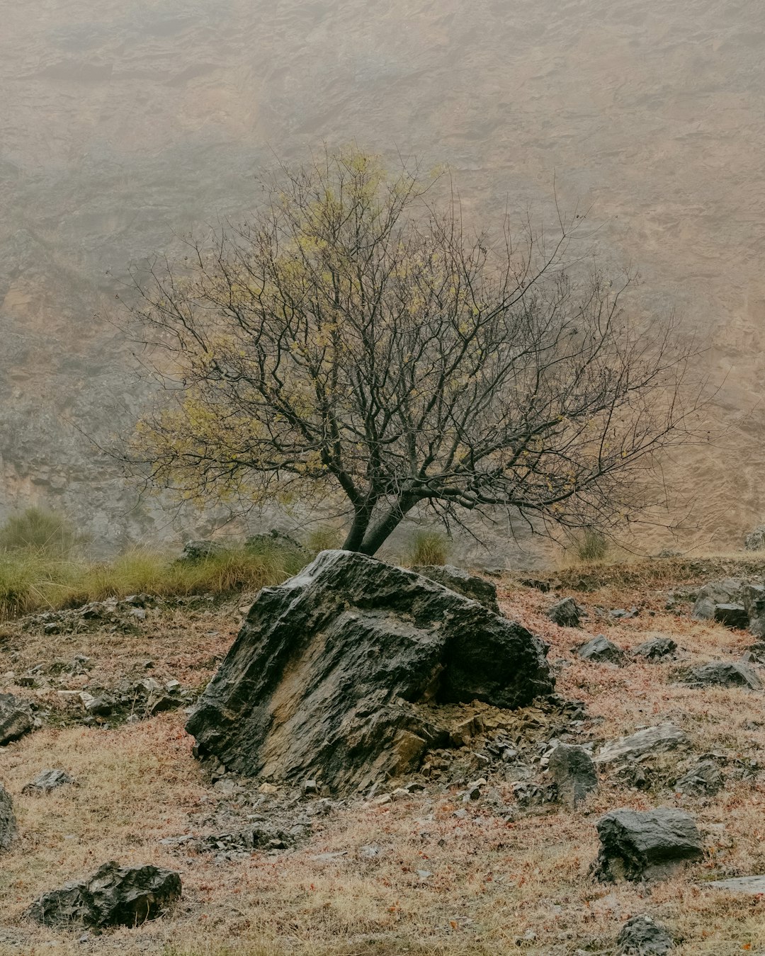 bare tree on brown field during daytime