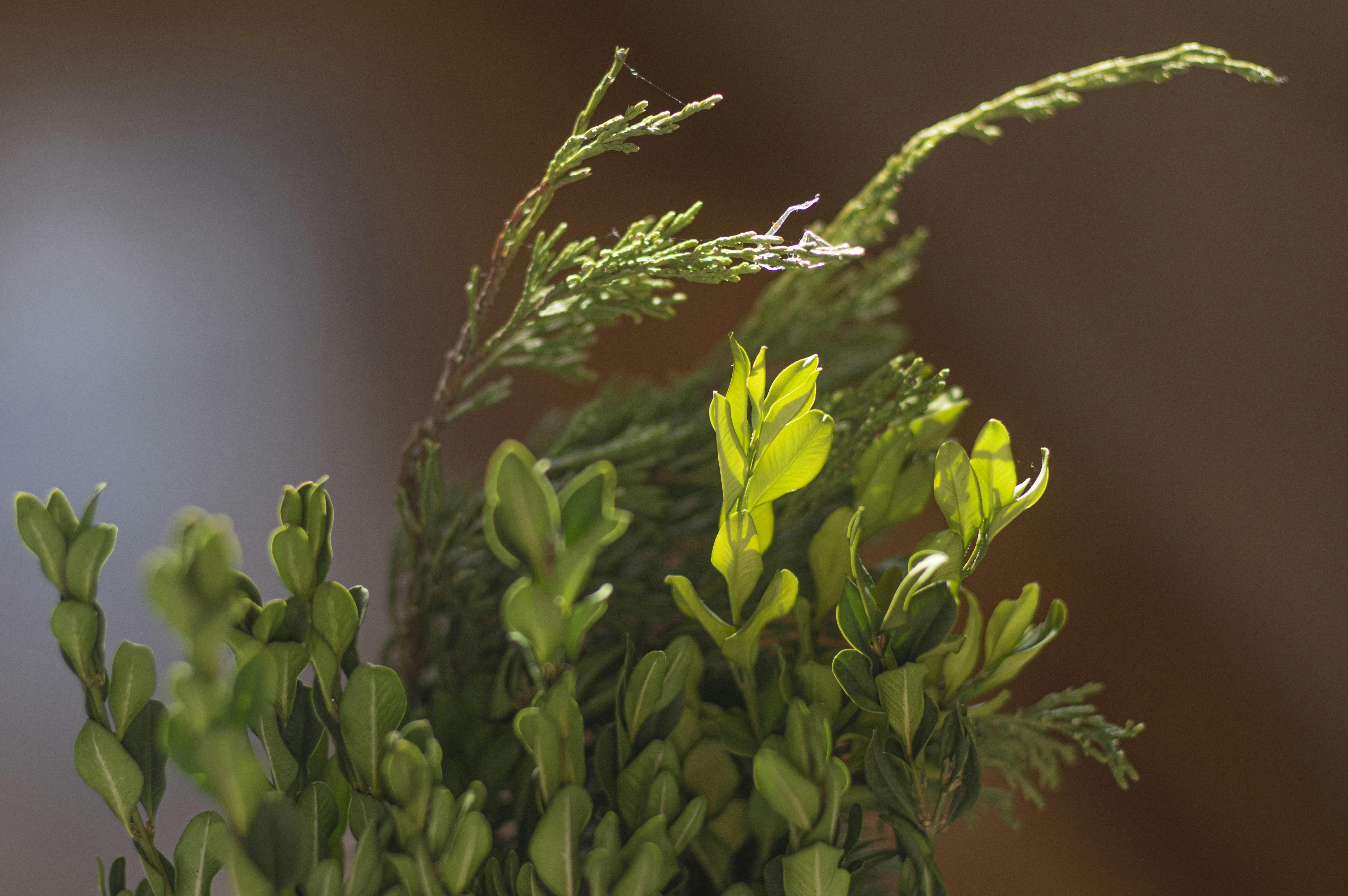 Sindirim sistemini destekleyen taze yeşil kişniş yaprakları ve kuru kişniş tohumlarının bir arada sunumu.