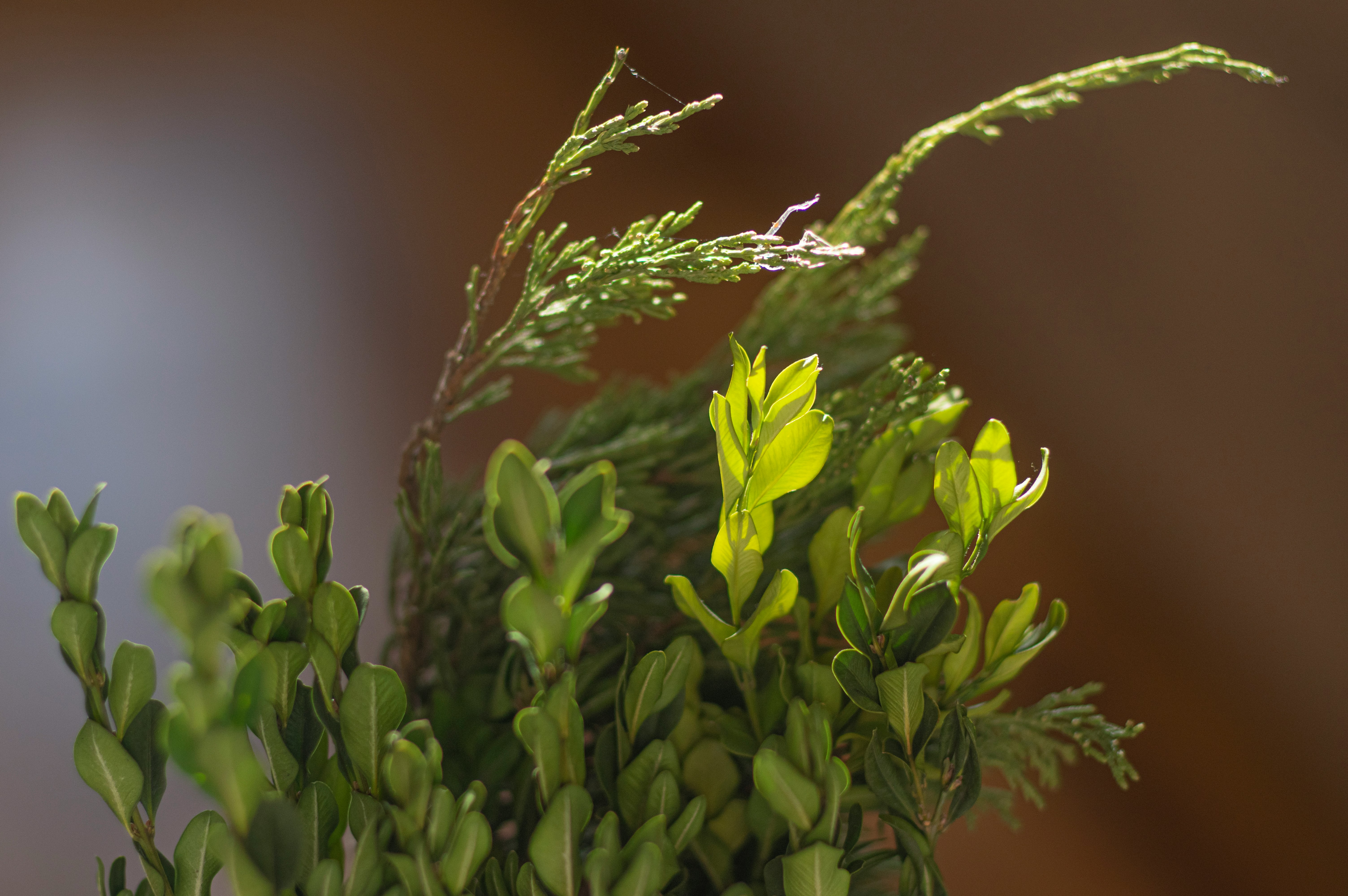 yellow flower with green leaves