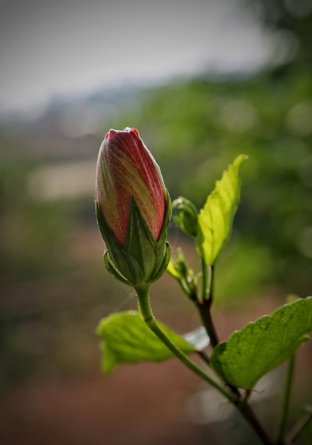 red flower bud in tilt shift lens