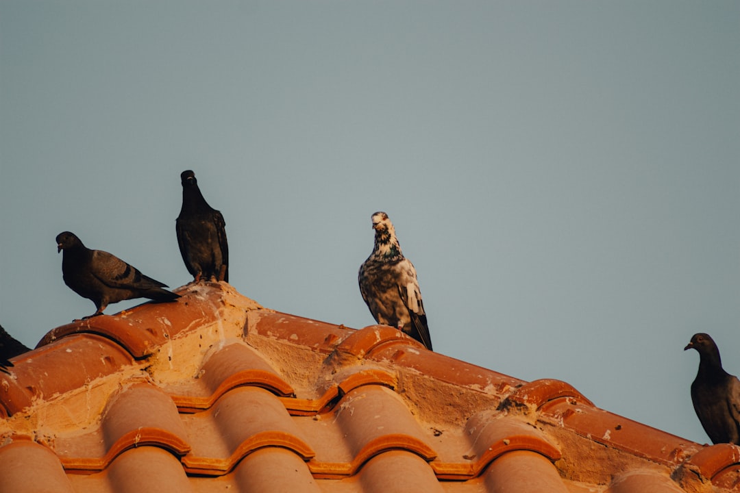 black bird on brown roof