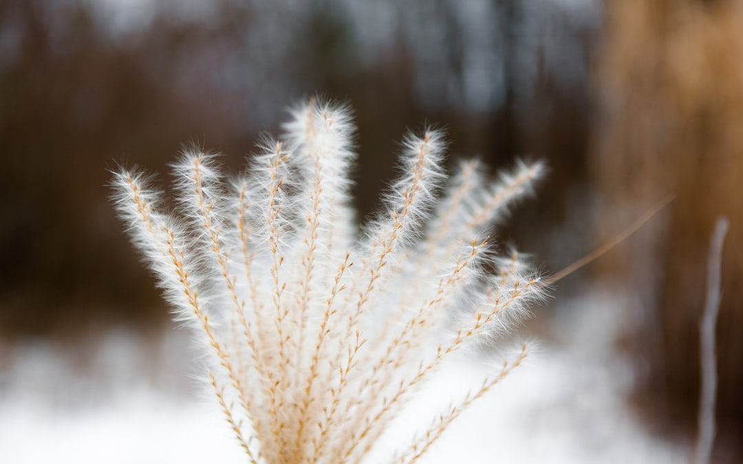 white wheat in close up photography