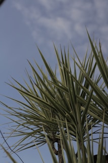 Elegant yucca plants standing tall against a clear blue sky in a Mediterranean garden