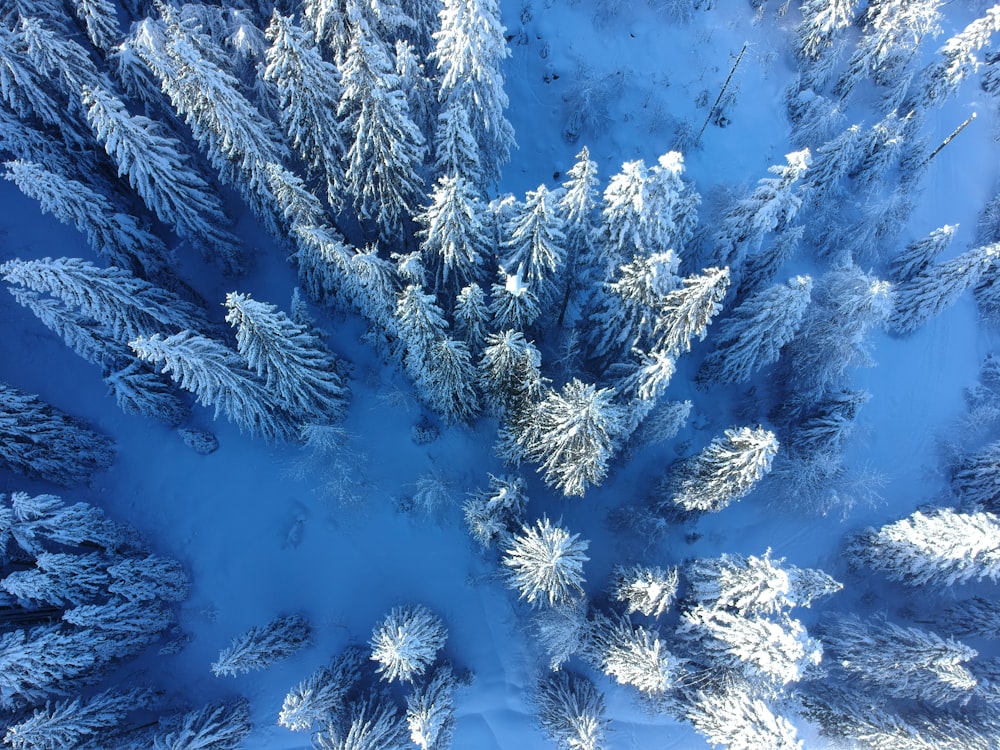 pin recouvert de neige blanche