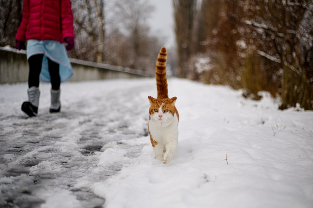 orange-weiße Katze tagsüber auf schneebedecktem Boden