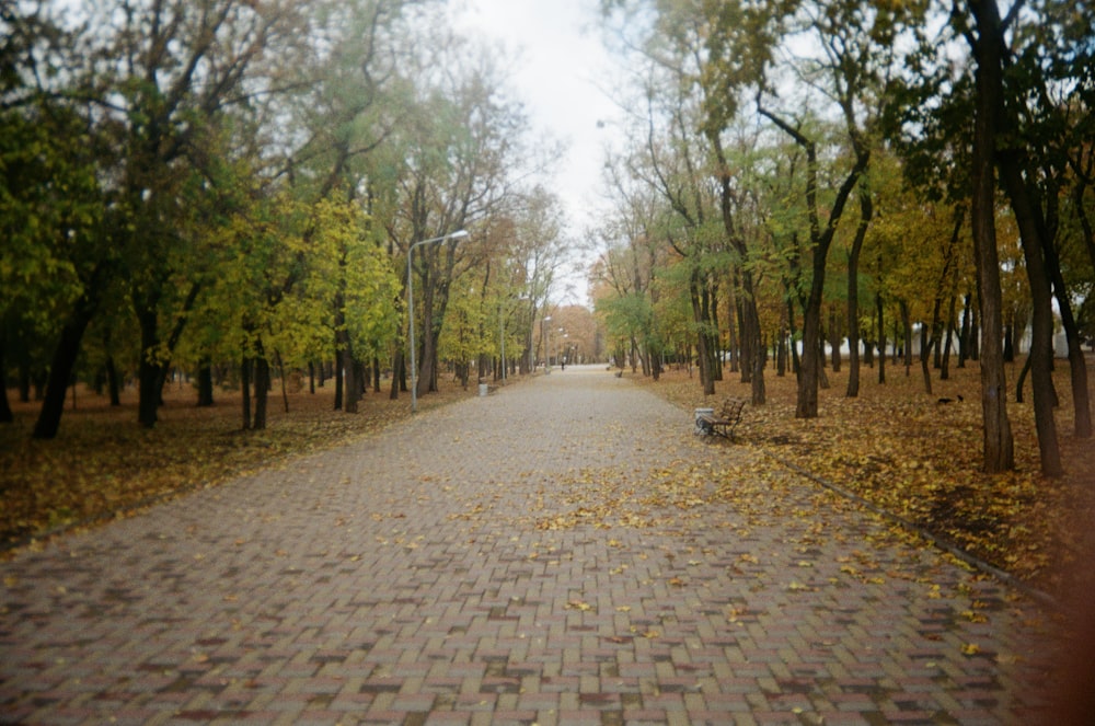 green trees on brown brick floor