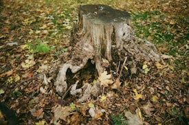 A large tree stump with rough texture and visible roots is surrounded by fallen leaves and grass. The surface is uneven and gnarled, with various shades of brown and gray. The surrounding area is covered in autumn leaves in shades of yellow, orange, and brown.
